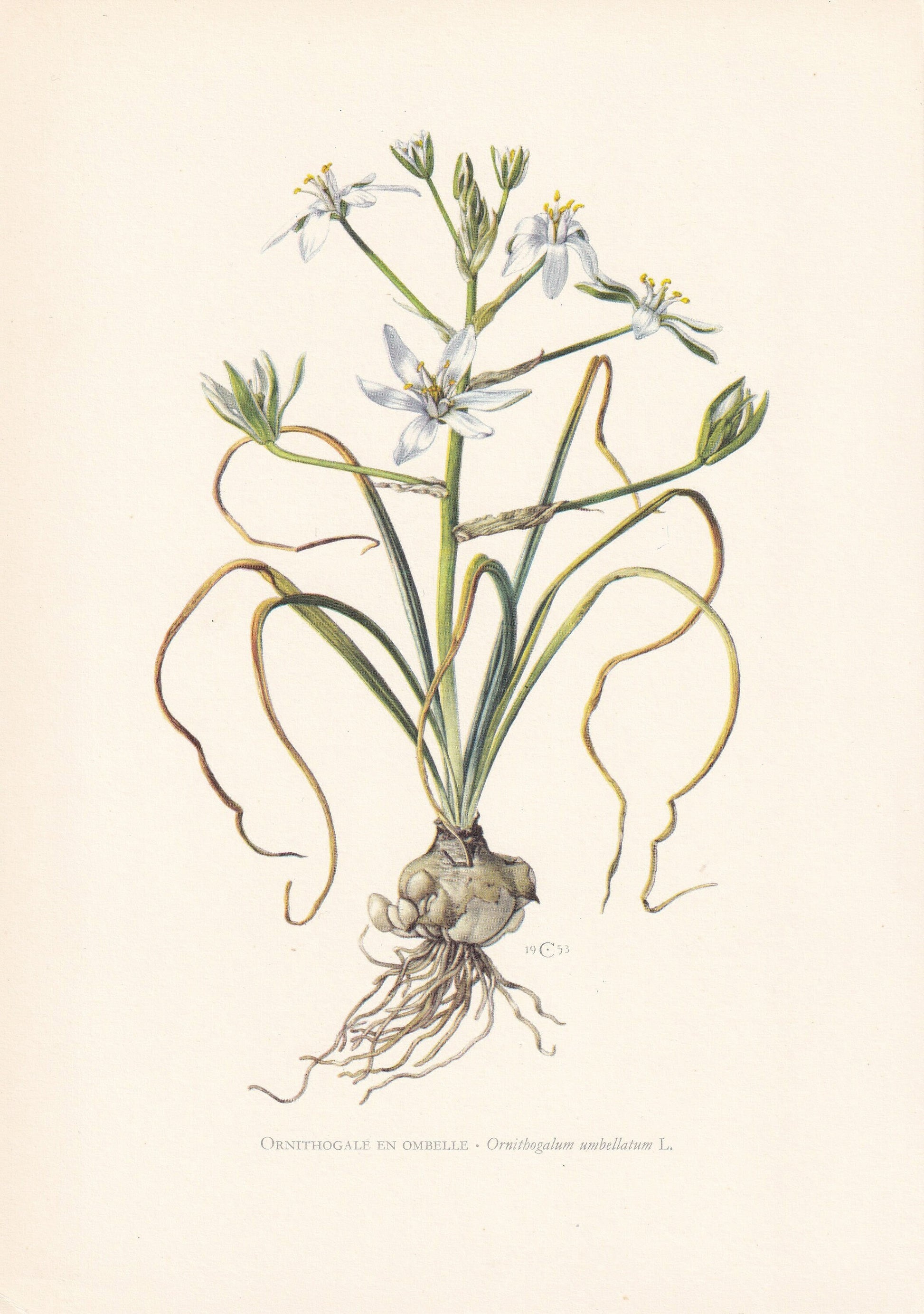 1960 GRASS LILY Print - Botanical Print - Flower Print - Flower Wall Art - Vintage Plant Print - 7.5 x 10.6 Inches