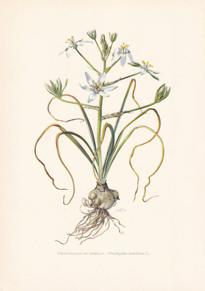 1960 GRASS LILY Print - Botanical Print - Flower Print - Flower Wall Art - Vintage Plant Print - 7.5 x 10.6 Inches