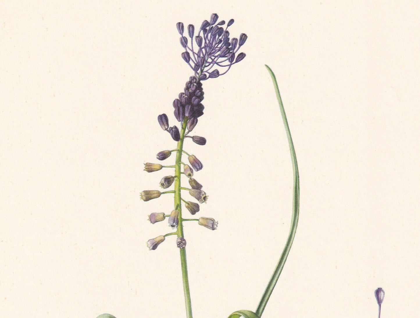 1960 TASSEL HYACINTH PLANT Print - Botanical Print - Flower Print - Flower Wall Art - Vintage Plant Print - 7.5 x 10.6 Inches