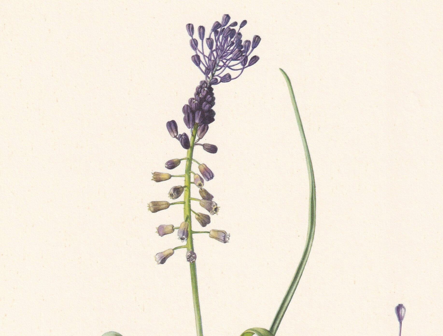 1960 TASSEL HYACINTH PLANT Print - Botanical Print - Flower Print - Flower Wall Art - Vintage Plant Print - 7.5 x 10.6 Inches