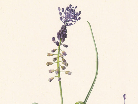 1960 TASSEL HYACINTH PLANT Print - Botanical Print - Flower Print - Flower Wall Art - Vintage Plant Print - 7.5 x 10.6 Inches