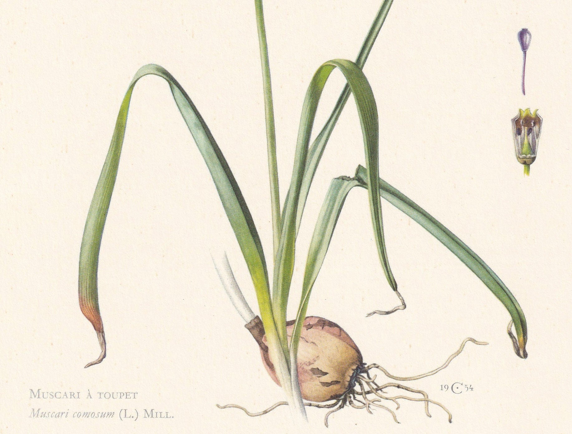 1960 TASSEL HYACINTH PLANT Print - Botanical Print - Flower Print - Flower Wall Art - Vintage Plant Print - 7.5 x 10.6 Inches
