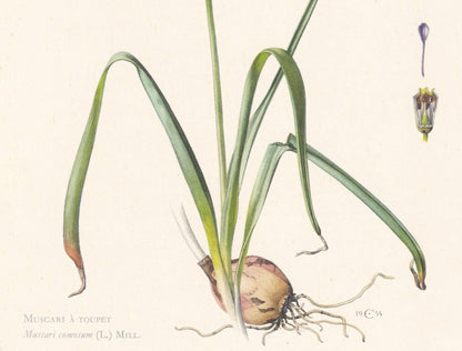1960 TASSEL HYACINTH PLANT Print - Botanical Print - Flower Print - Flower Wall Art - Vintage Plant Print - 7.5 x 10.6 Inches