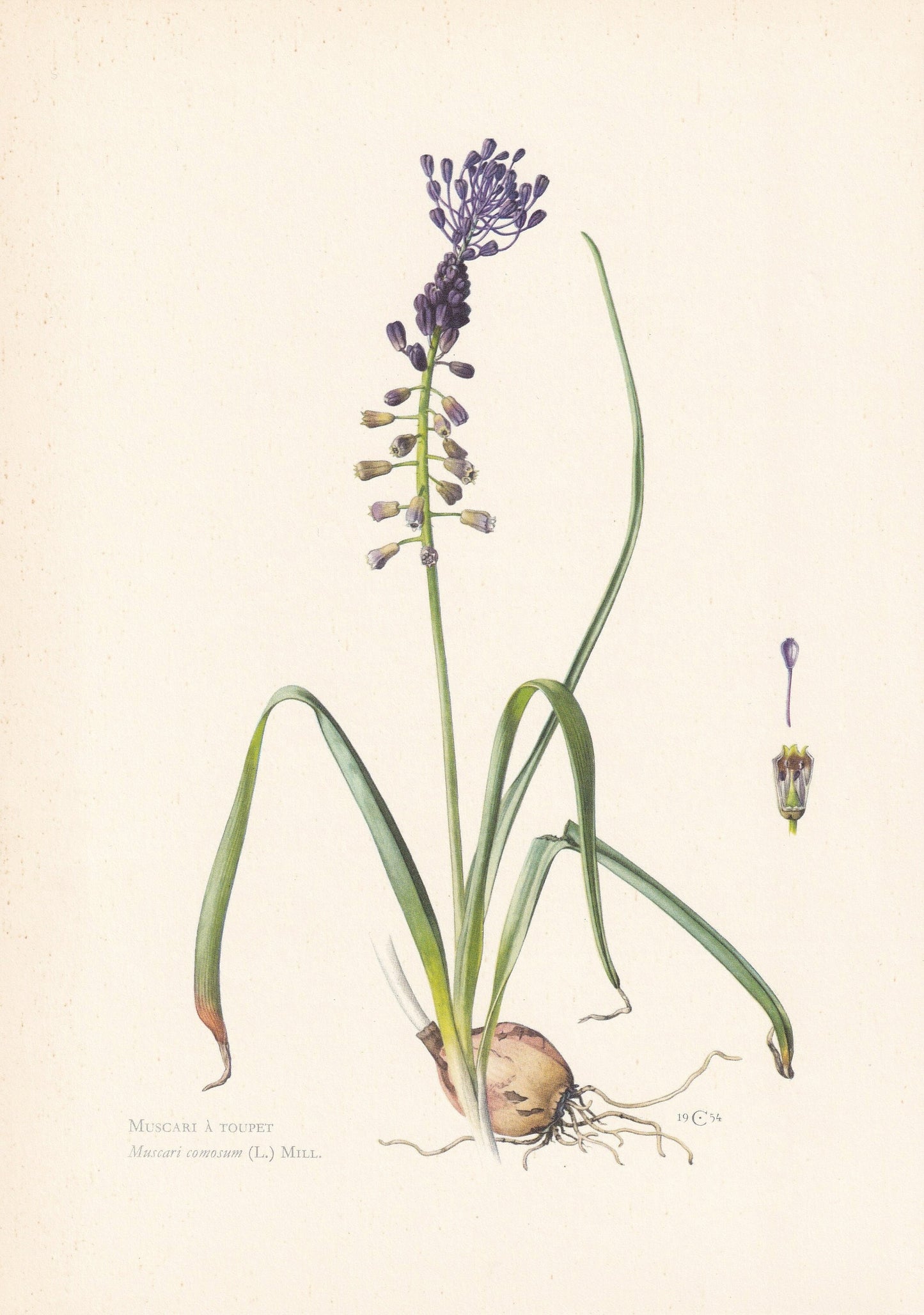 1960 TASSEL HYACINTH PLANT Print - Botanical Print - Flower Print - Flower Wall Art - Vintage Plant Print - 7.5 x 10.6 Inches