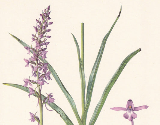 1960 FRAGRANT ORCHID Print - Botanical Print - Flower Print - Flower Wall Art - Vintage Flower & Plant Print - 7.5 x 10.6 Inc