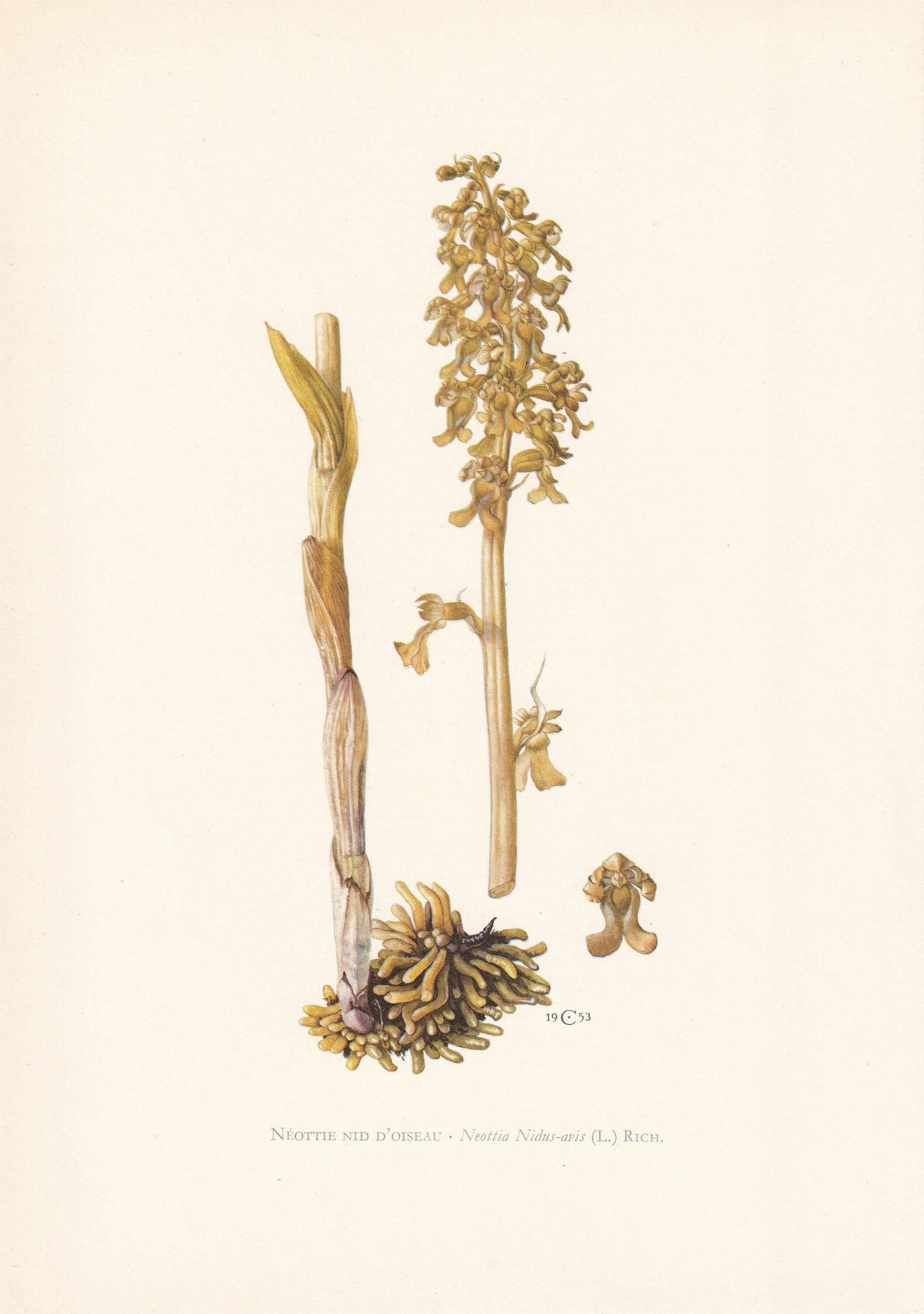 1960 BIRD'S-NEST ORCHID Print - Botanical Print - Flower Print - Flower Wall Art - Vintage Flower & Plant Print - 7.5 x 10.6 