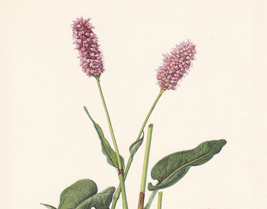 1960 COMMON BISTORT Print - Botanical Print - Flower Print - Flower & Plant Wall Art - Vintage Plant Print - 7.5 x 10.6 Inche