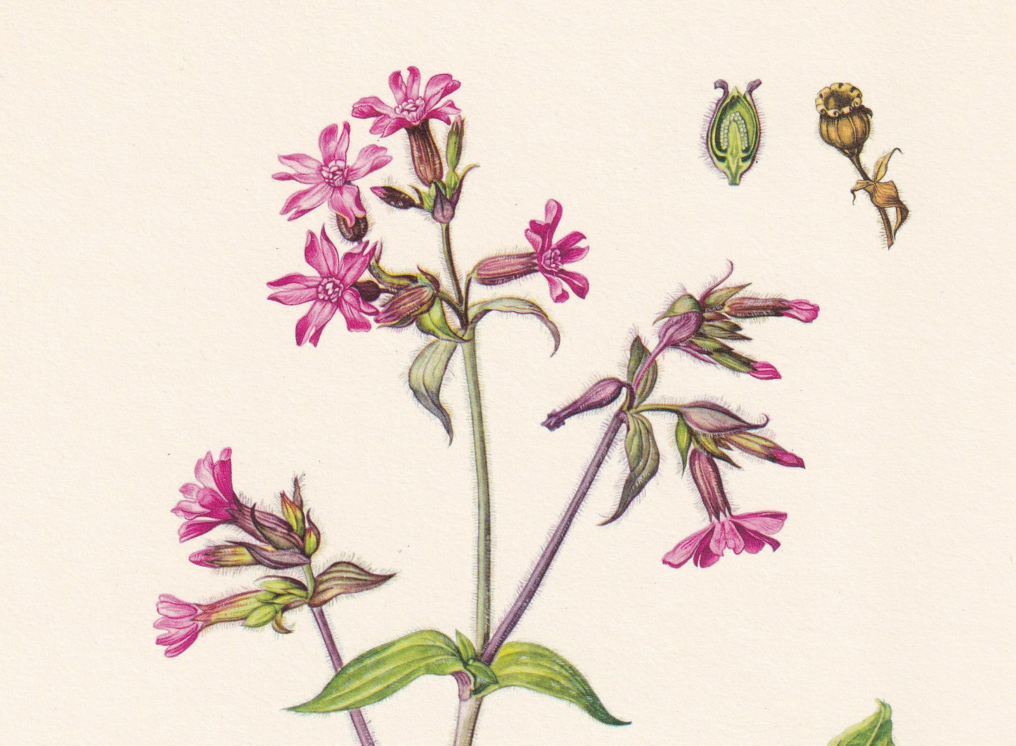 1960 RED CAMPION Print - Botanical Print - Flower Print - Flower Wall Art - Vintage Plant Print - 7.5 x 10.6 Inches