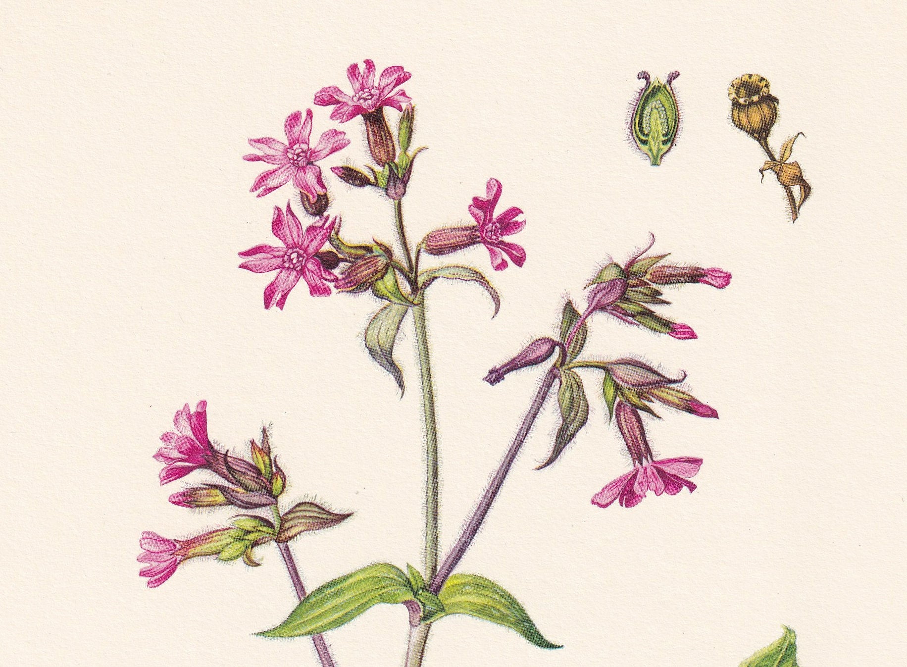1960 RED CAMPION Print - Botanical Print - Flower Print - Flower Wall Art - Vintage Plant Print - 7.5 x 10.6 Inches