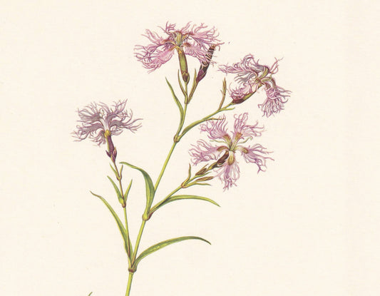 1960 FRINGED PINK Print - Botanical Print - Flower Print - Flower Wall Art - Vintage Plant Print - 7.5 x 10.6 Inches