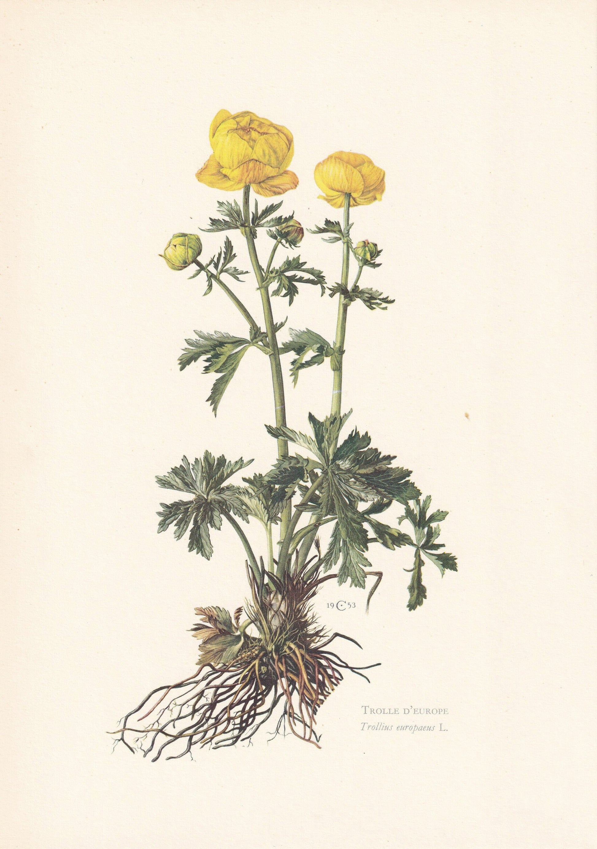 1960 GLOBEFLOWER Print - Botanical Print - Flower Print - Flower Wall Art - Vintage Plant Print - 7.5 x 10.6 Inches