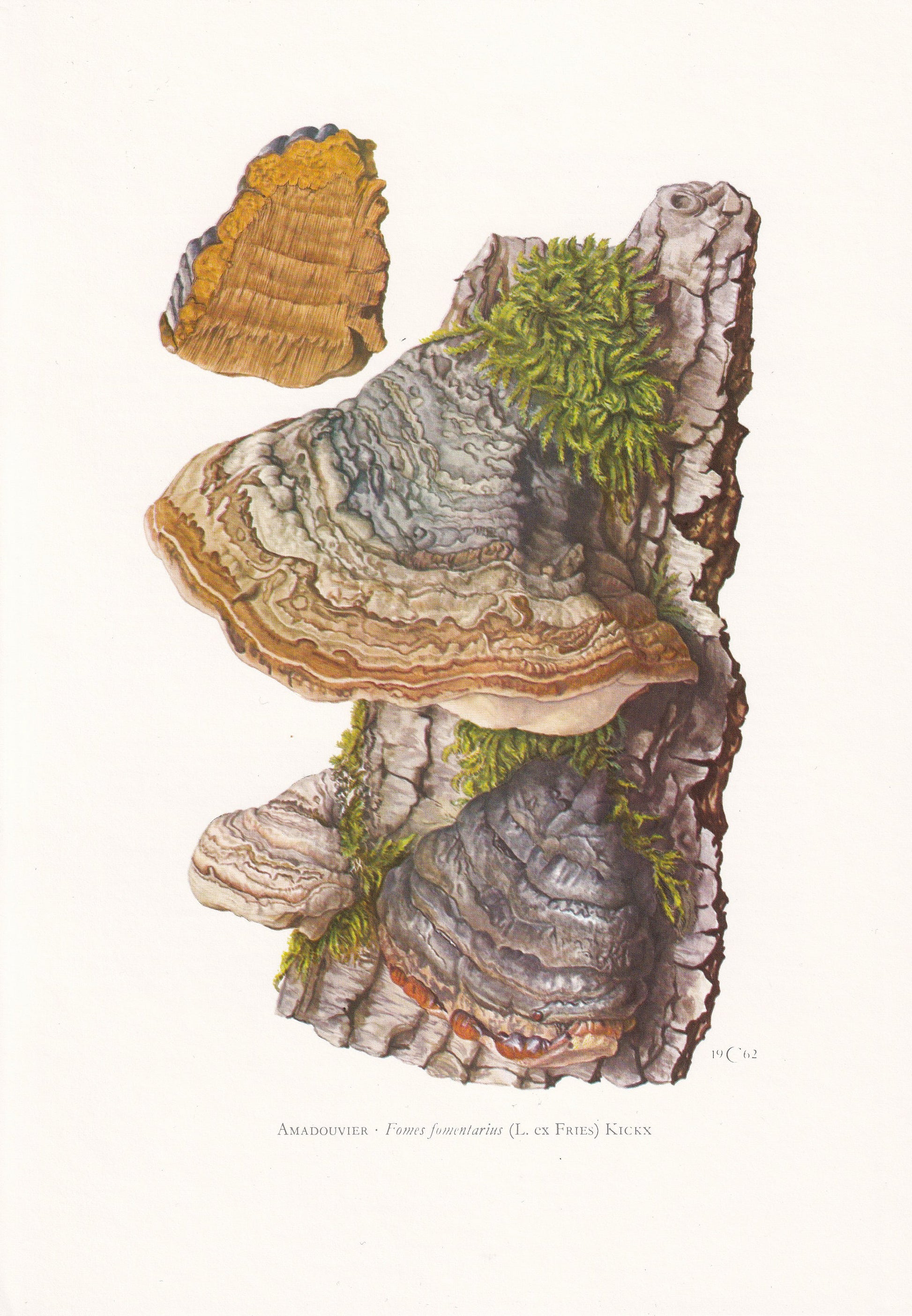 1960s HOOF FUNGUS Print - Mushroom Wall Art - Fomes fomentarius - Cottagecore - Mushroom Decor - 7.5 x 10.6 Inches