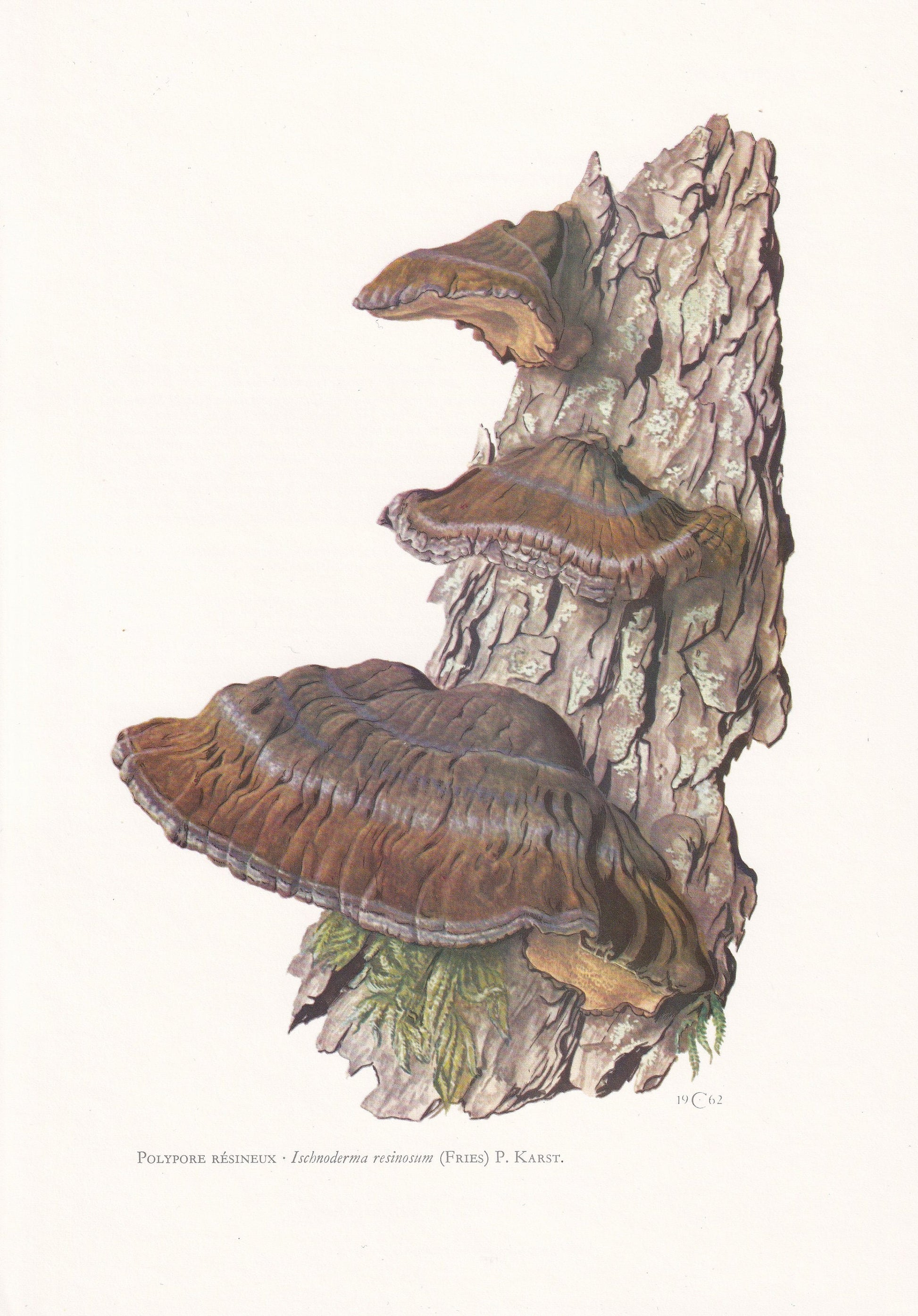 1960s RESINOUS POLYPORE MUSHROOM Print - Mushroom Wall Art - Ischnoderma resinosum - Cottagecore - Mushroom Decor - 7.5 x 10.6 Inches