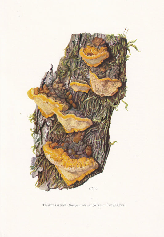 1960s ANISE MAZEGILL MUSHROOM Print - Mushroom Wall Art - Mushroom Illustration - Cottagecore - Mushroom Decor - 7.5 x 10.6 Inches