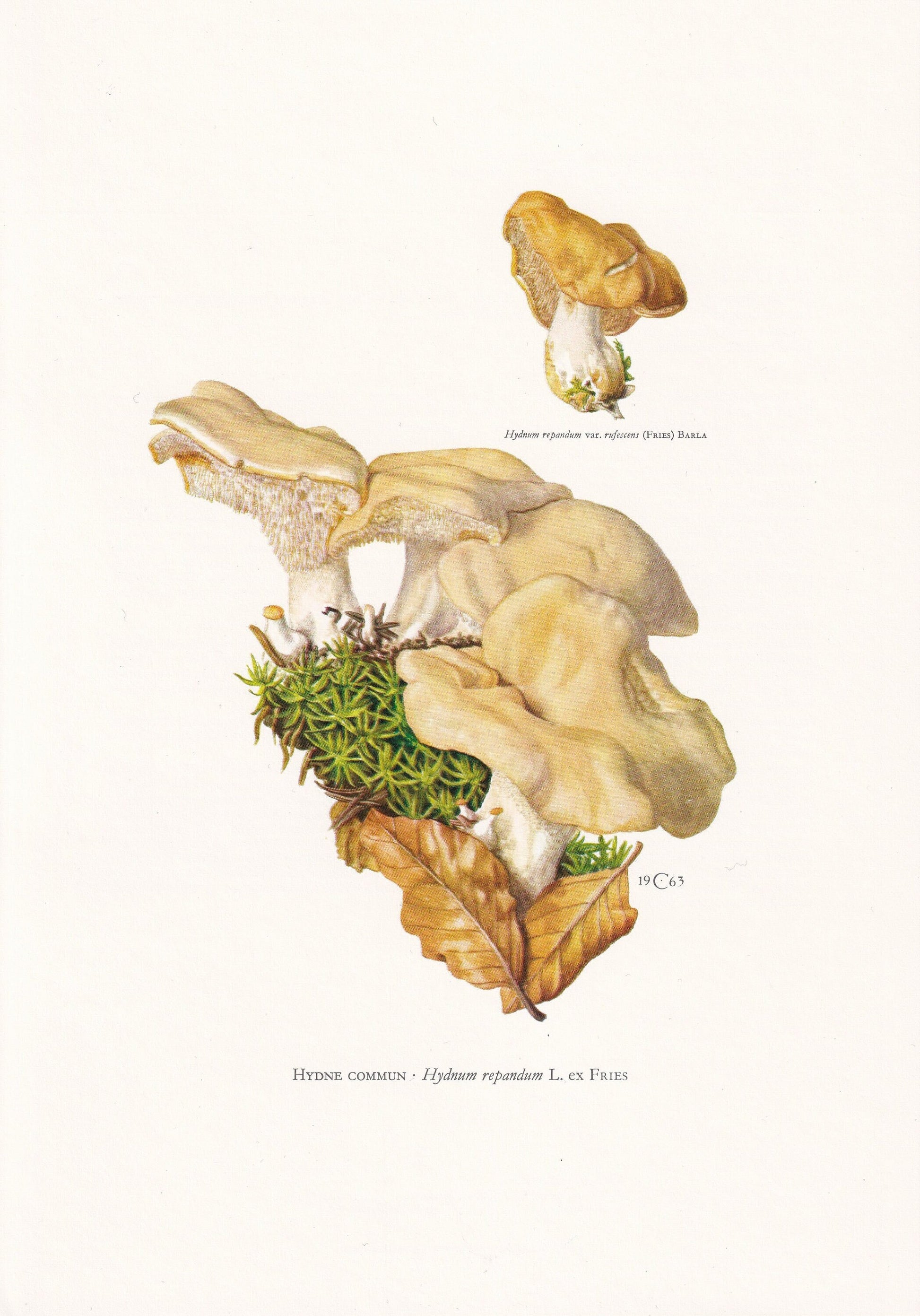 1960s WOOD HEDGEHOG MUSHROOM Print - Mushroom Wall Art - Mushroom illustration - Cottagecore - Mushroom Decor - 7.5 x 10.6 Inches