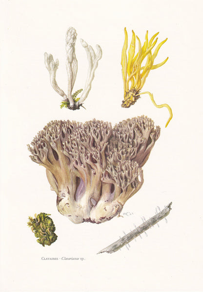 1960s CLAVARIACEAE FUNGUS Print - Mushroom Wall Art - Mushroom Illustration - Cottagecore - Mushroom Decor - 7.5 x 10.6 Inches