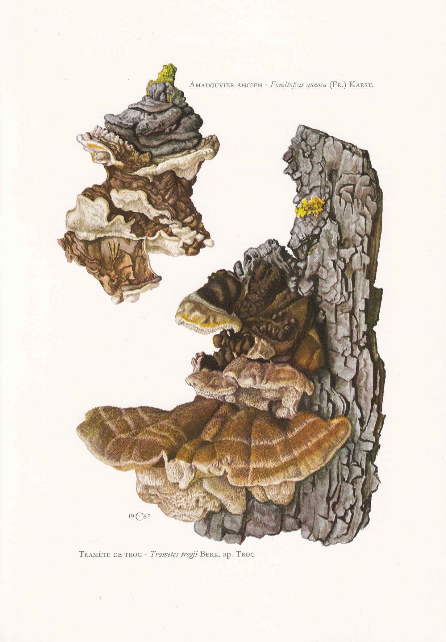 1960s TRAMETES TROGII FUNGUS Print - Mushroom Wall Art - Mushroom Illustration - Cottagecore - Mushroom Decor - 7.5 x 10.6 Inches