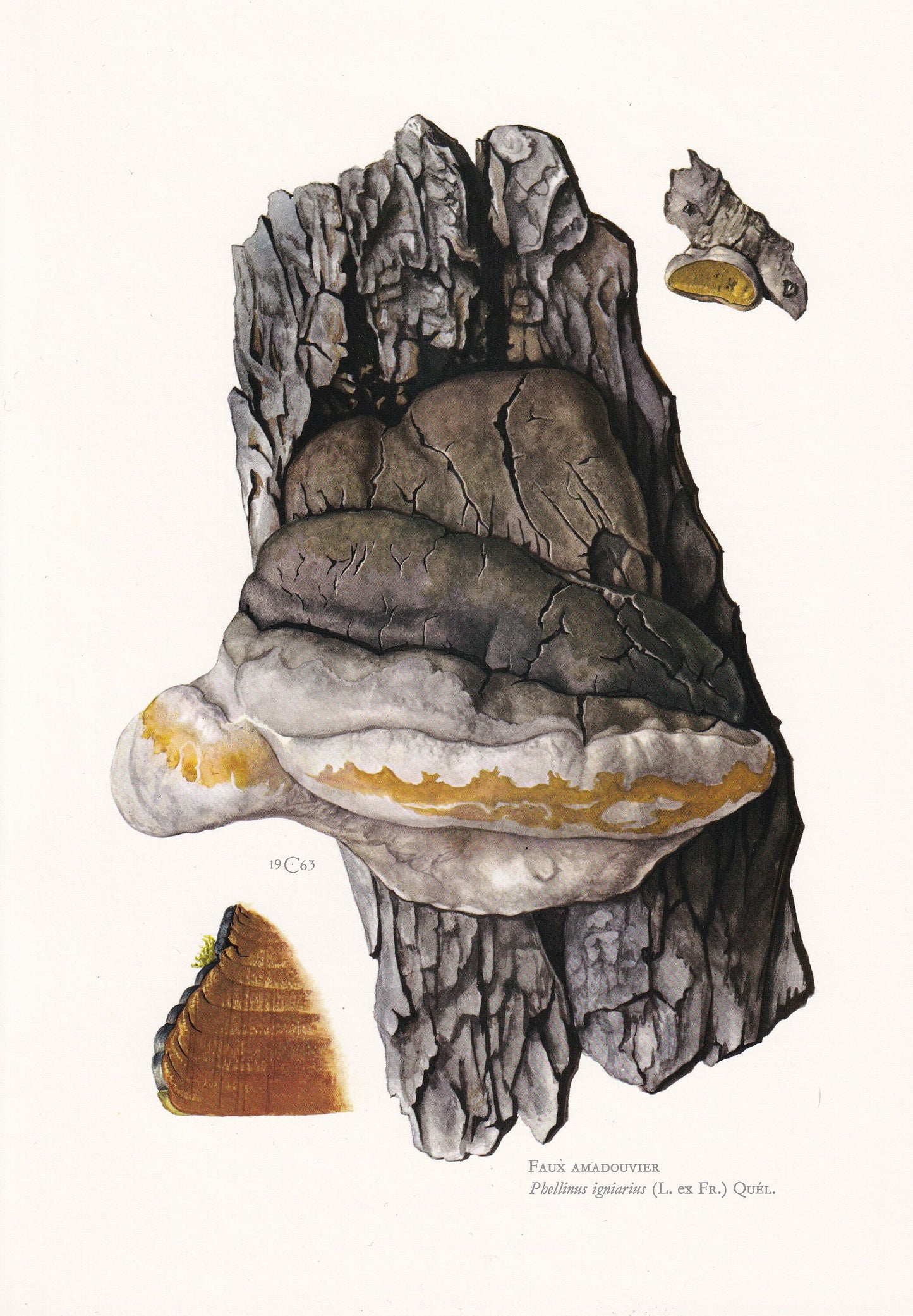 1960s WILLOW BRACKET FUNGUS Print - Mushroom Wall Art - Fungi Illustration - Cottagecore - Mushroom Decor - 7.5 x 10.6 Inches