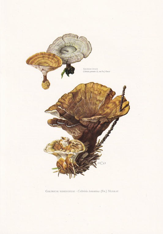 1960s TIGER'S EYE FUNGUS Print - Mushroom Wall Art - Fungi Illustration - Cottagecore - Mushroom Decor - 7.5 x 10.6 Inches