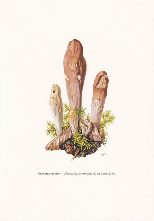 1960s GIANT CLUB MUSHROOM Print - Mushroom Wall Art - Fungi Illustration - Cottagecore - Mushroom Decor - 7.5 x 10.6 Inches
