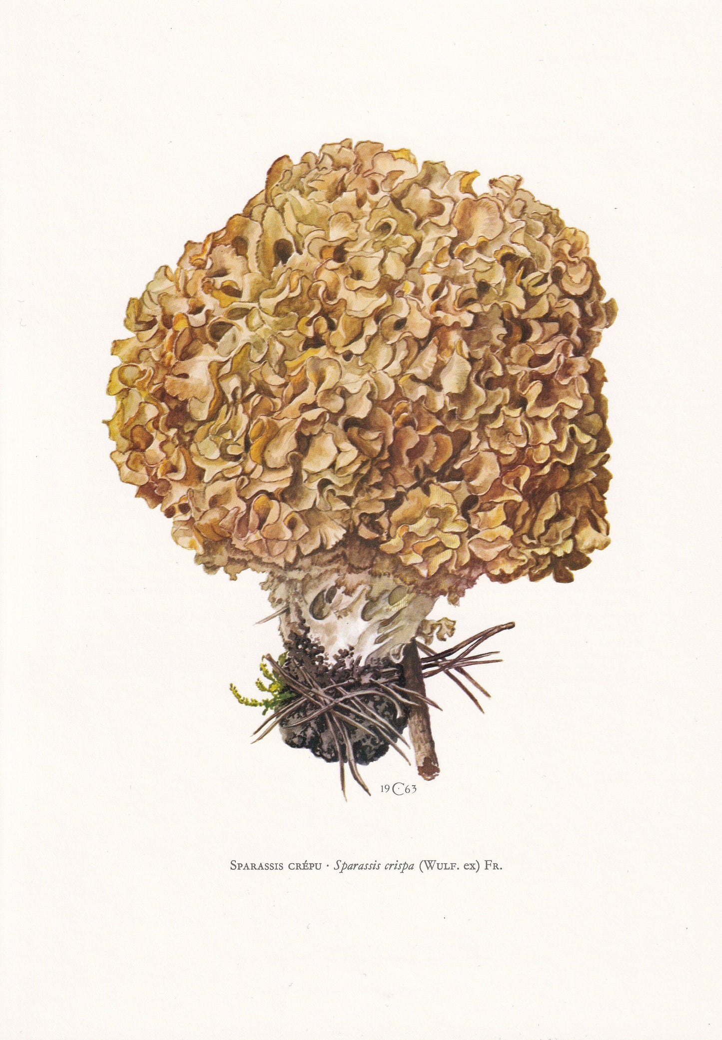 1960s CAULIFLOWER FUNGUS Print - Mushroom Wall Art - Fungi Illustration - Cottagecore - Mushroom Decor - 7.5 x 10.6 Inches