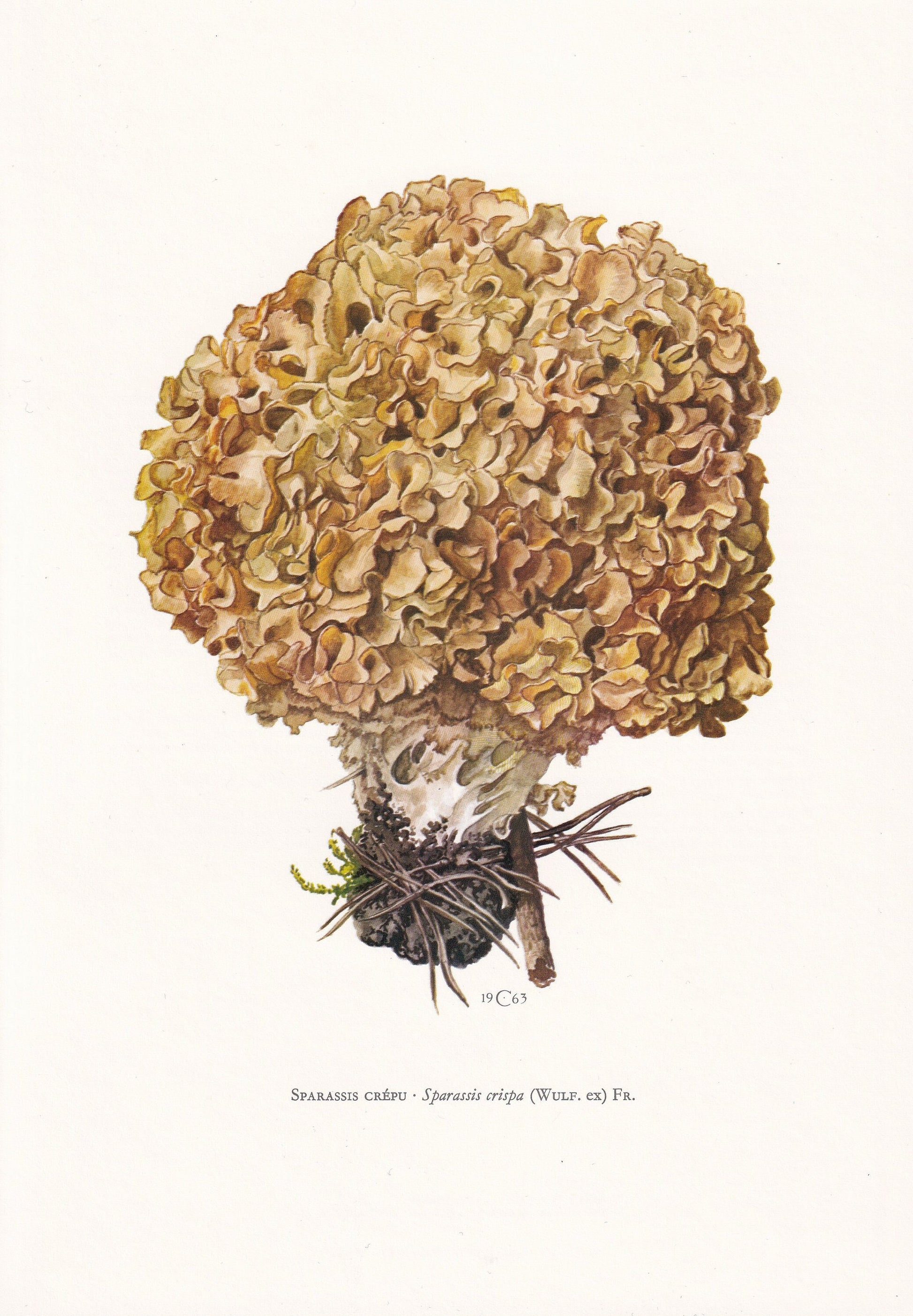 1960s CAULIFLOWER FUNGUS Print - Mushroom Wall Art - Fungi Illustration - Cottagecore - Mushroom Decor - 7.5 x 10.6 Inches