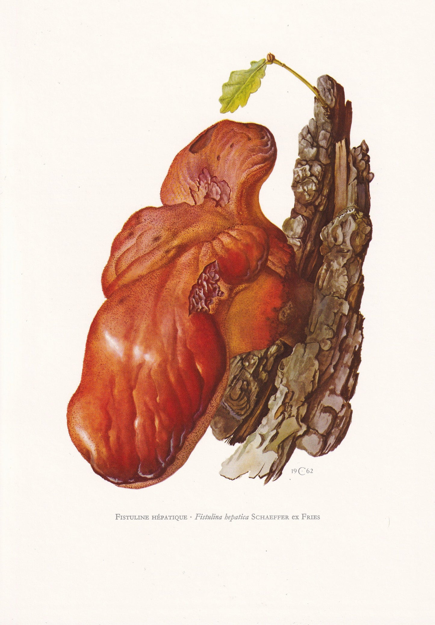 1960s BEEFSTEAK FUNGUS Print - Mushroom Wall Art - Fungi Illustration - Cottagecore - Mushroom Decor - 7.5 x 10.6 Inches