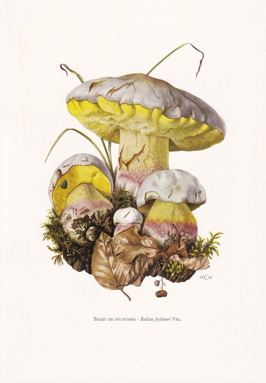 1960s PALE BOLETE MUSHROOM Print - Mushroom Wall Art - Cottagecore - Butyriboletus fechtneri - Mushroom Decor - 7.5 x 10.6 Inches