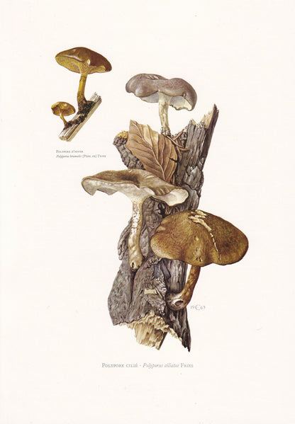 1960s FRINGED POLYPORE FUNGUS Print - Mushroom Wall Art - Cottagecore - Polyporus ciliatus - Mushroom Decor - 7.5 x 10.6 Inches