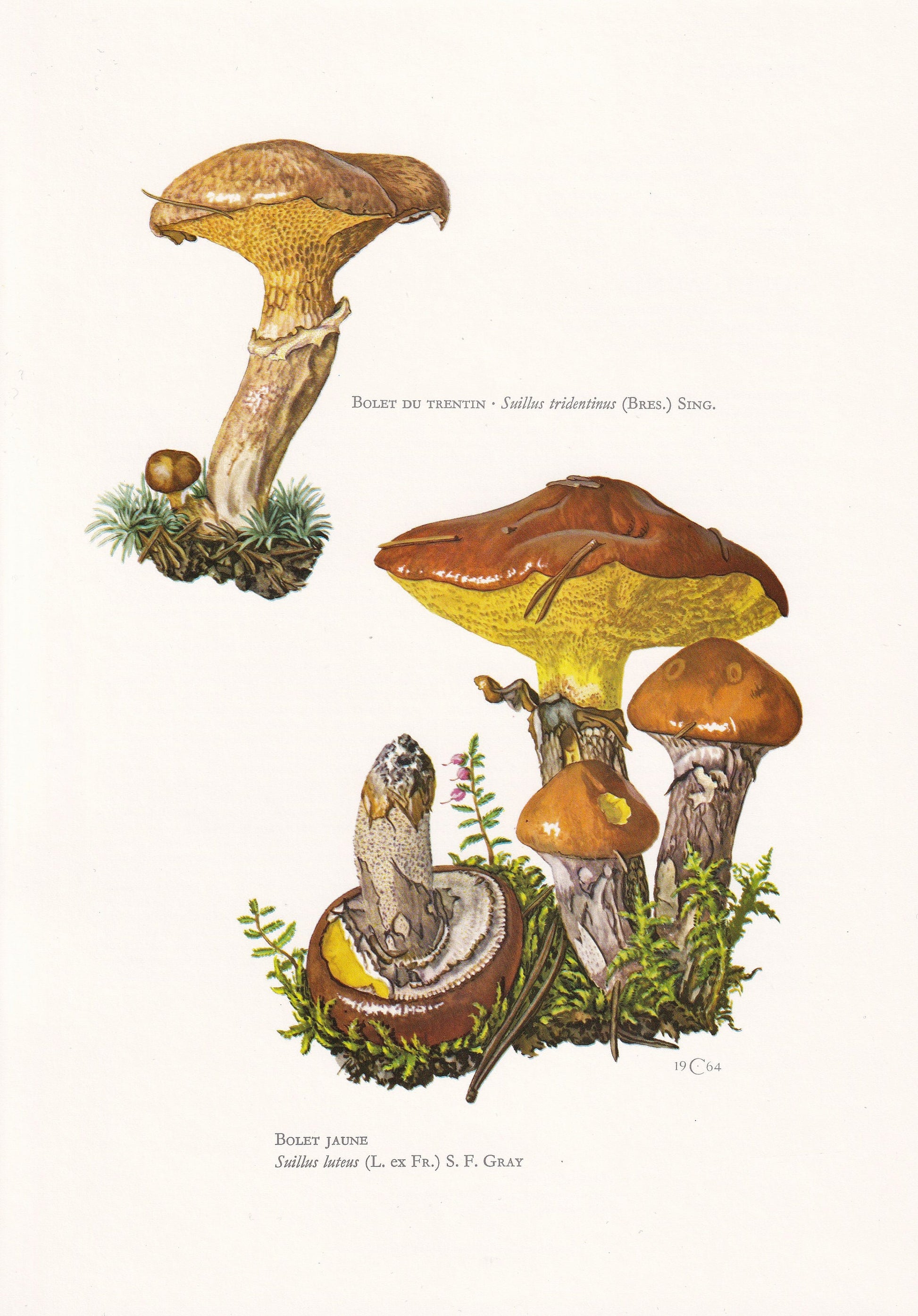 1960s SLIPPERY JACK MUSHROOM Print & Orange Larch Bolete - Mushroom Wall Art - Cottagecore - Mushroom Decor - 7.5 x 10.6 Inches