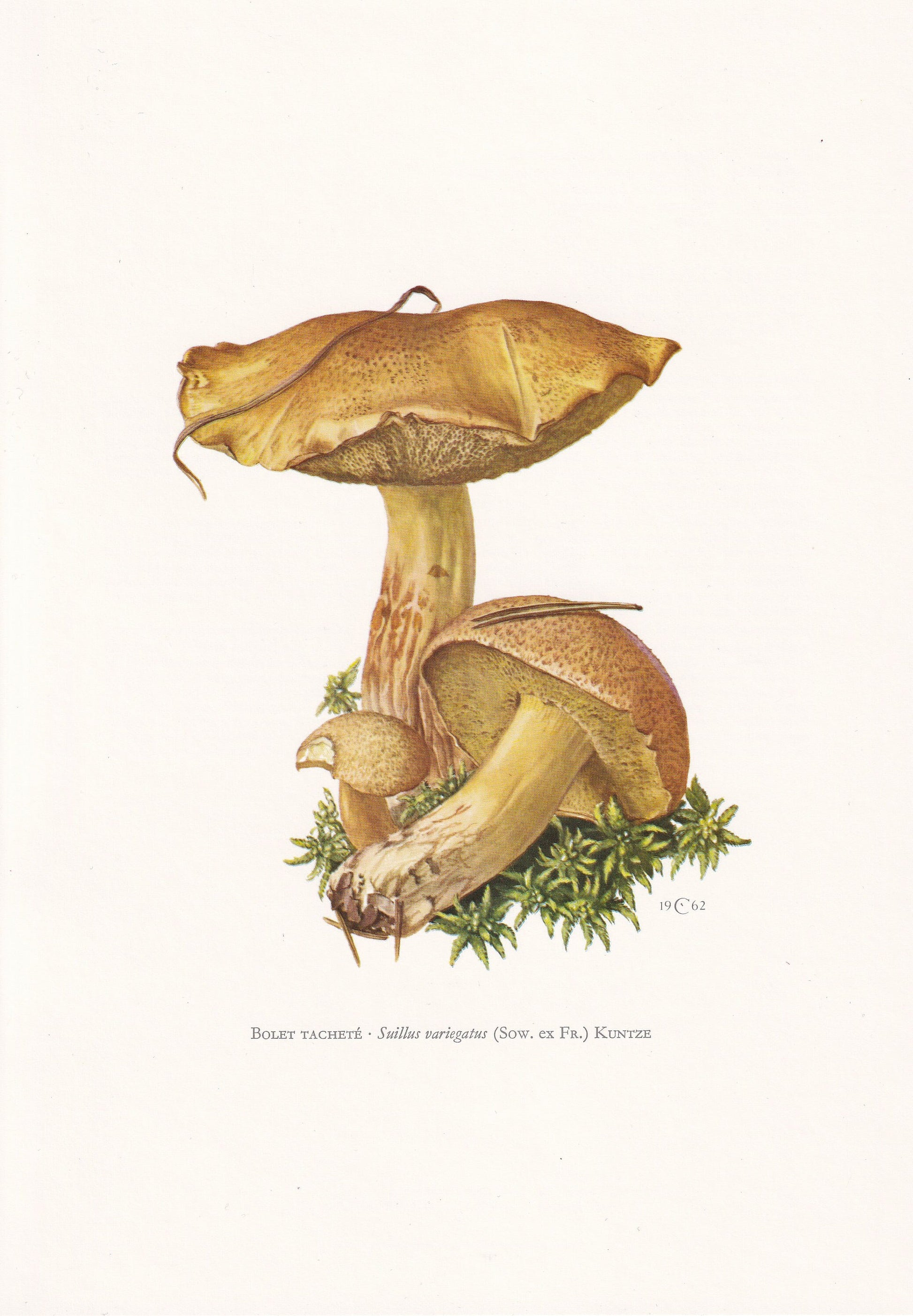 1960s VELVET BOLETE MUSHROOM Print - Mushroom Wall Art - Cottagecore - Suillus variegatus - Mushroom Decor - 7.5 x 10.6 Inches