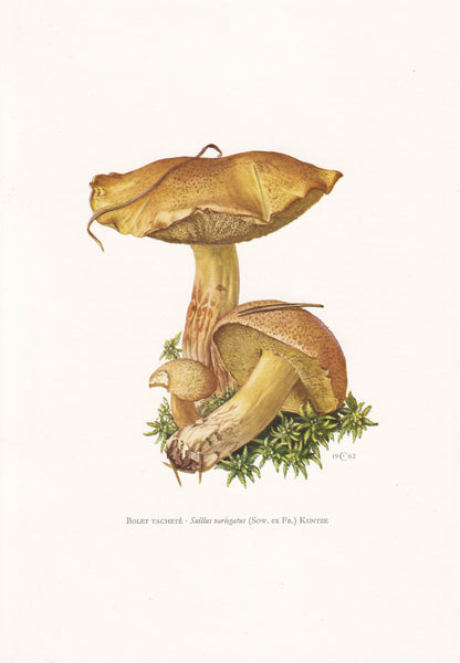 1960s VELVET BOLETE MUSHROOM Print - Mushroom Wall Art - Cottagecore - Suillus variegatus - Mushroom Decor - 7.5 x 10.6 Inches