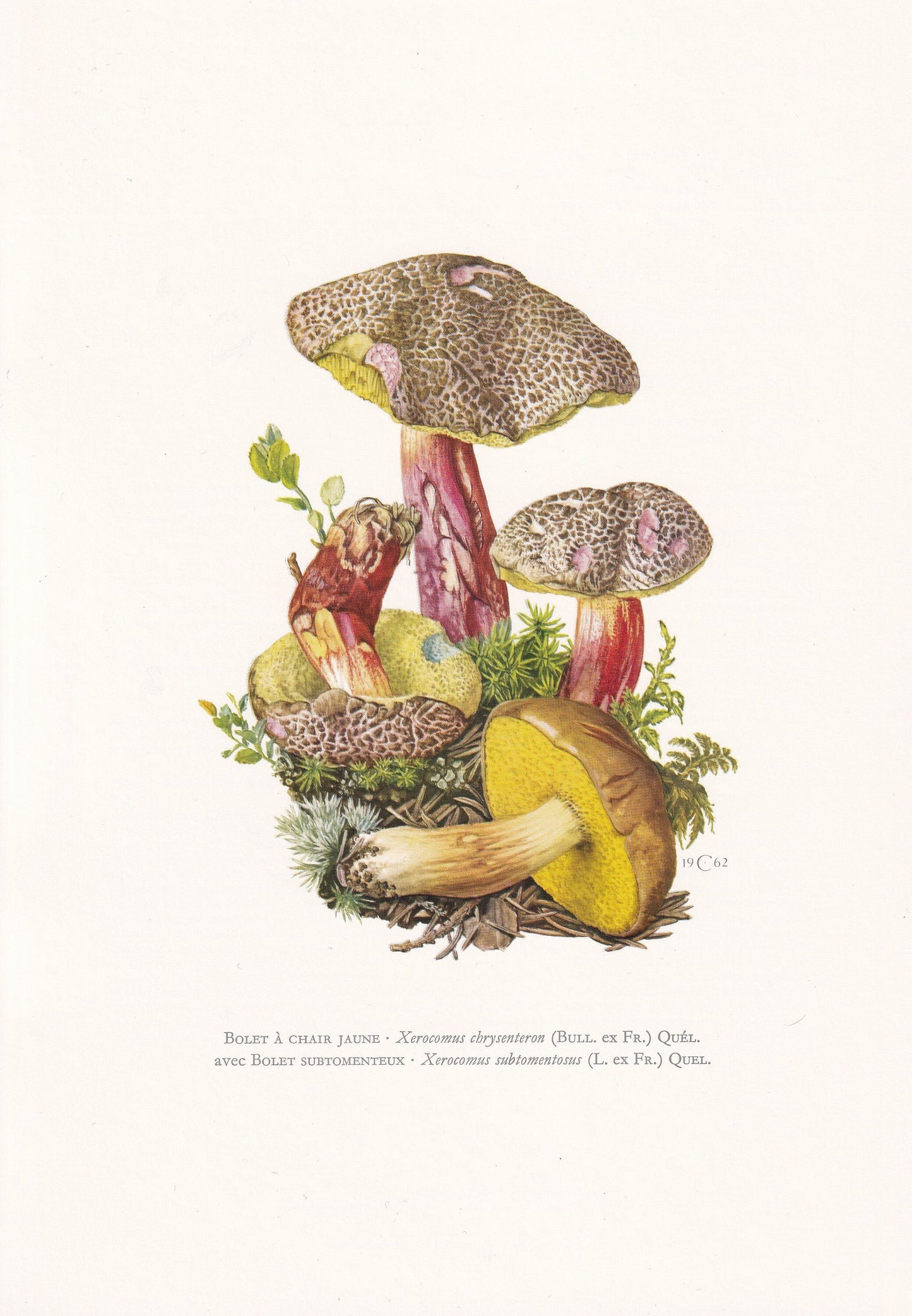 1960s RED CRACKING BOLETE & Suede Bolete Print - Mushroom Wall Art - Cottagecore - Fungi Poster - Mushroom Decor - 7.5 x 10.6 Inches