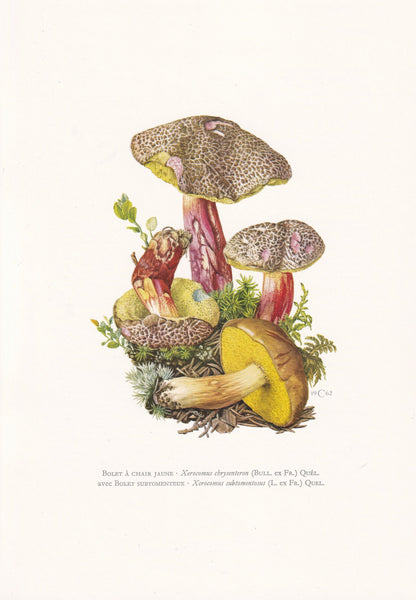 1960s RED CRACKING BOLETE & Suede Bolete Print - Mushroom Wall Art - Cottagecore - Fungi Poster - Mushroom Decor - 7.5 x 10.6 Inches