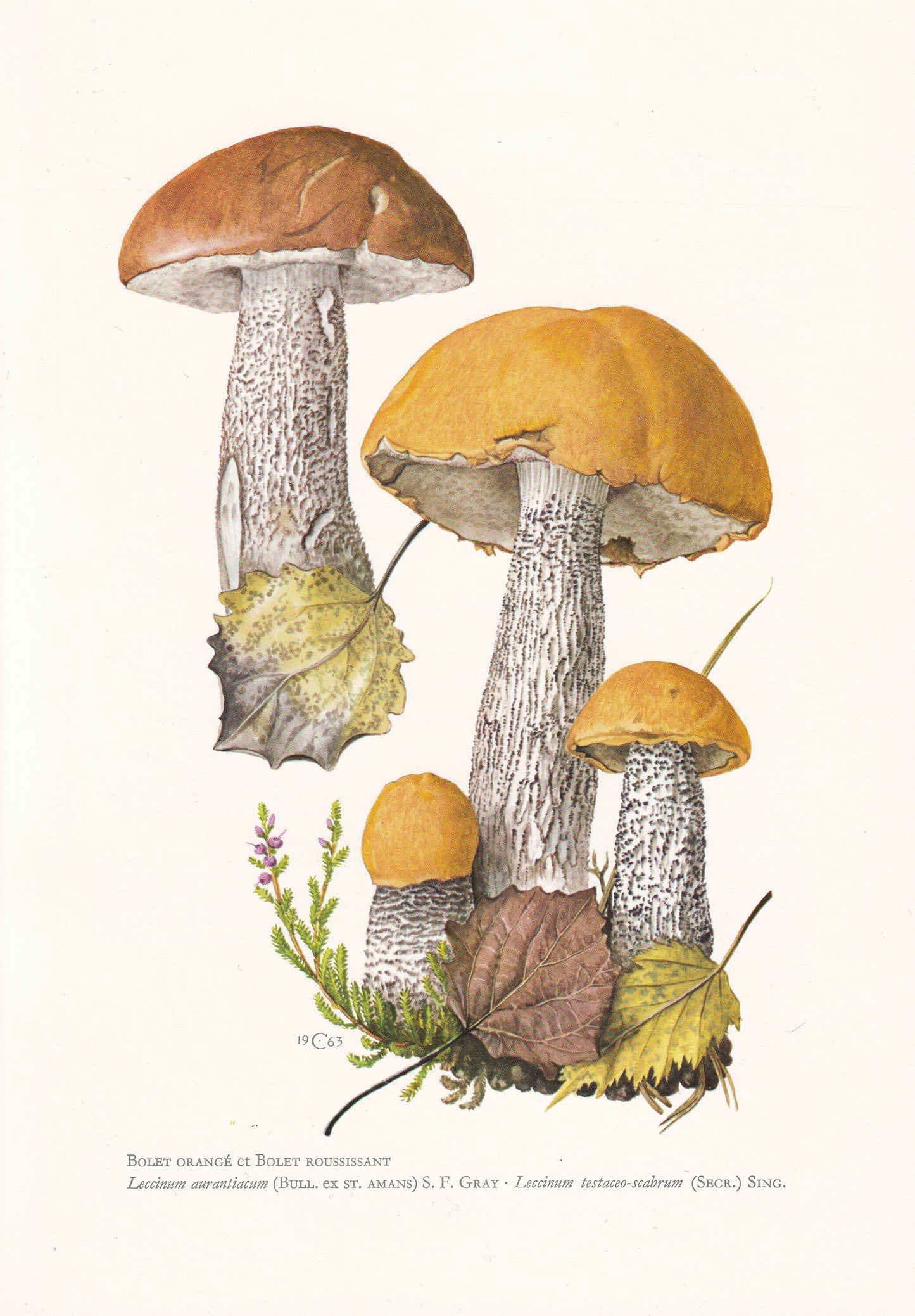 1960s ORANGE OAK BOLETE & Orange Birch Bolete Mushroom Print - Mushroom Wall Art - Cottagecore - Mushroom Decor - 7.5 x 10.6 Inches
