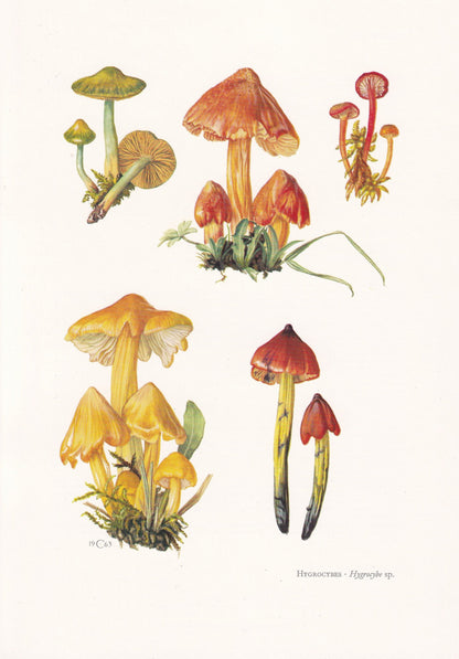 1960s WAX CAP MUSHROOMS Print - Mushroom Wall Art - Hygrocybe - Cottagecore - Mushroom Decor - 7.5 x 10.6 Inches