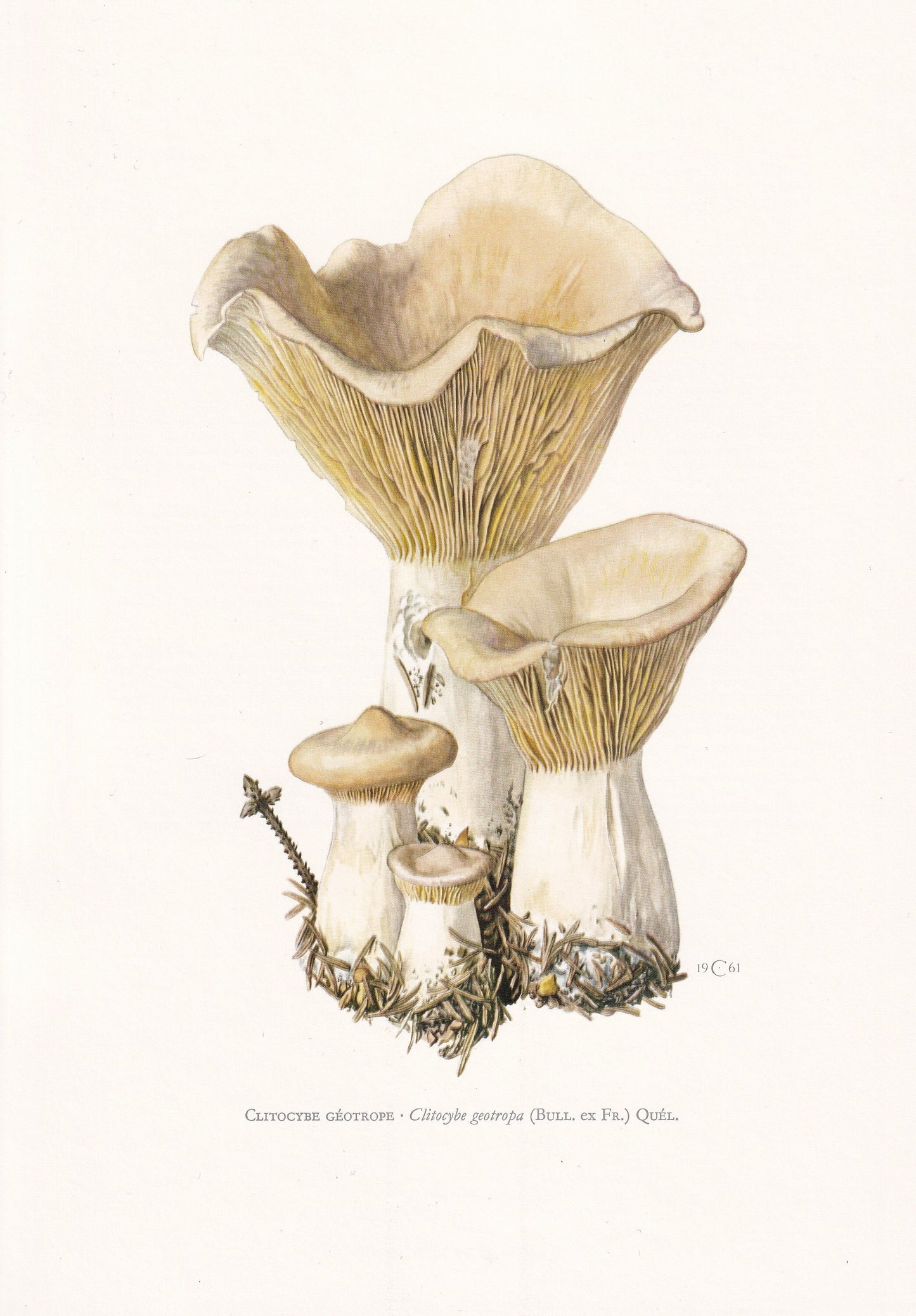 1960s TROOPING FUNNEL MUSHROOM Print - Mushroom Wall Art - Clitocybe geotropa - Cottagecore - Mushroom Decor - 7.5 x 10.6 Inches
