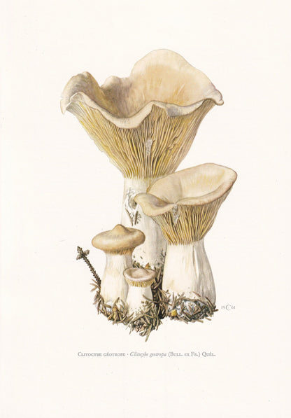 1960s TROOPING FUNNEL MUSHROOM Print - Mushroom Wall Art - Clitocybe geotropa - Cottagecore - Mushroom Decor - 7.5 x 10.6 Inches