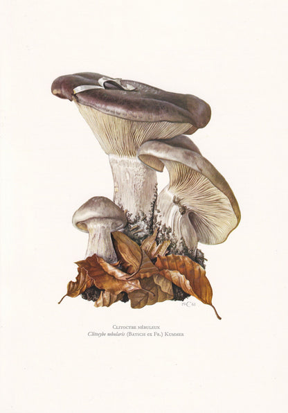 1960s CLOUDED FUNNEL MUSHROOM Print - Mushroom Wall Art - Clitocybe nebularis - Cottagecore - Mushroom Decor - 7.5 x 10.6 Inches
