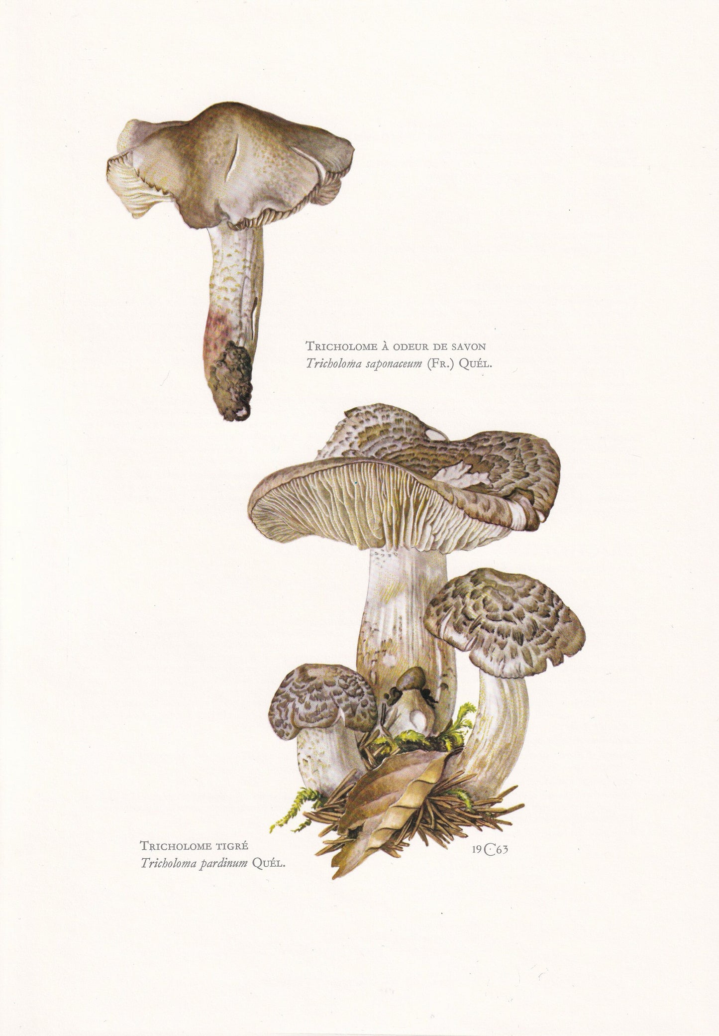 1960s SPOTTED TRICHOLOMA MUSHROOM Print - Mushroom Wall Art - Cottagecore - Tricholoma pardinum - Mushroom Decor - 7.5 x 10.6 Inches