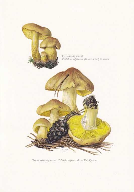 1960s YELLOW KNIGHT MUSHROOM Print - Mushroom Wall Art - Cottagecore - Tricholoma equestre - Mushroom Decor - 7.5 x 10.6 Inches