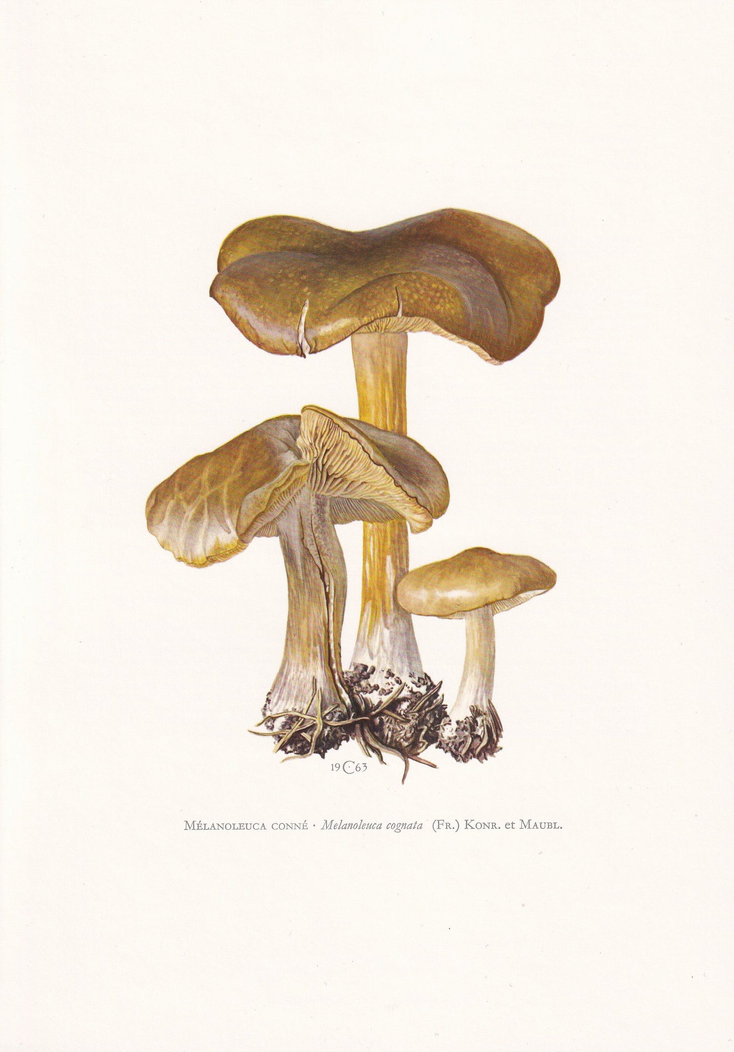 1960s SPRING CAVALIER MUSHROOM Print - Mushroom Wall Art - Cottagecore - Melanoleuca cognata - Mushroom Decor - 7.5 x 10.6 Inches