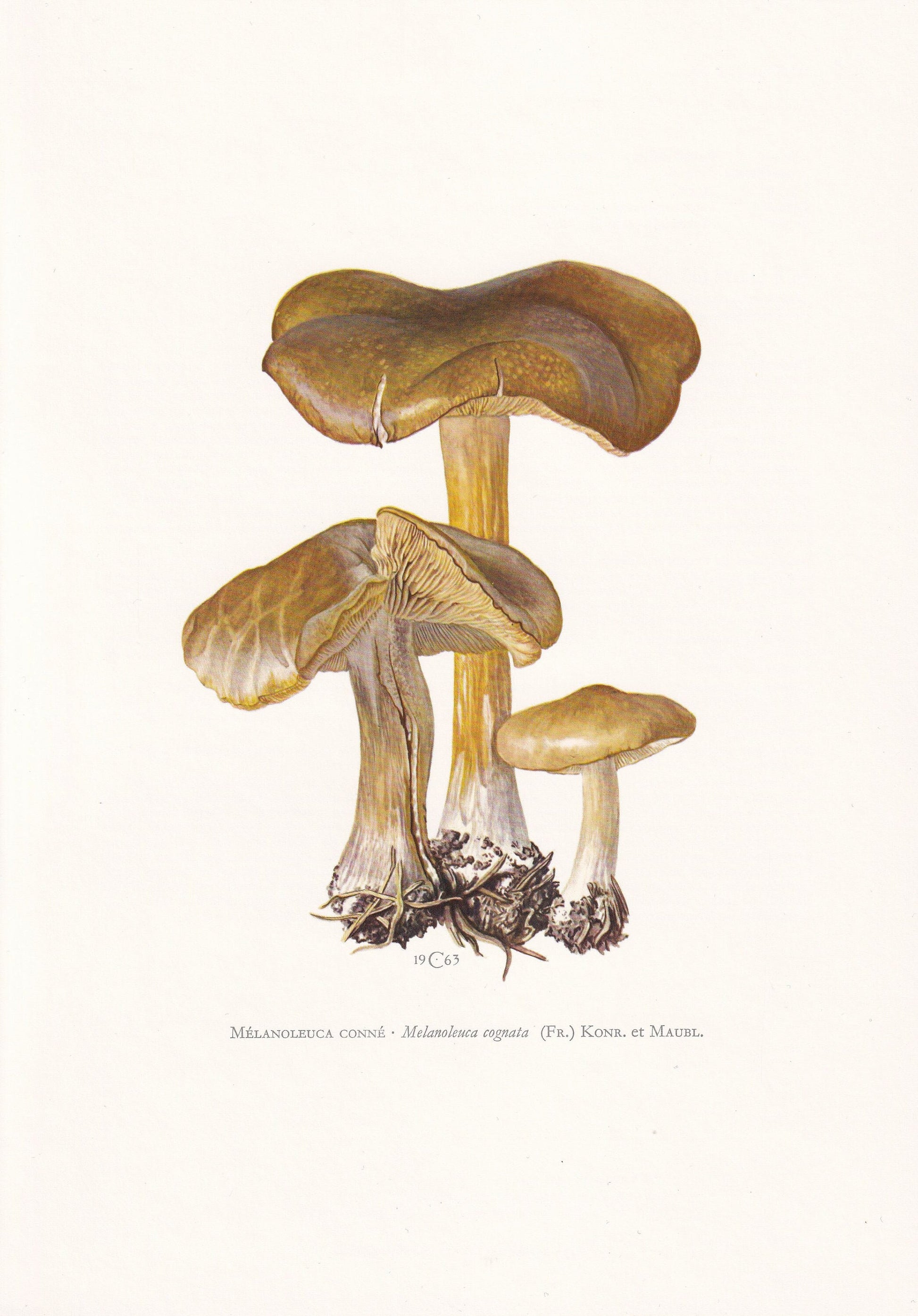 1960s SPRING CAVALIER MUSHROOM Print - Mushroom Wall Art - Cottagecore - Melanoleuca cognata - Mushroom Decor - 7.5 x 10.6 Inches