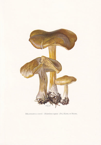 1960s SPRING CAVALIER MUSHROOM Print - Mushroom Wall Art - Cottagecore - Melanoleuca cognata - Mushroom Decor - 7.5 x 10.6 Inches