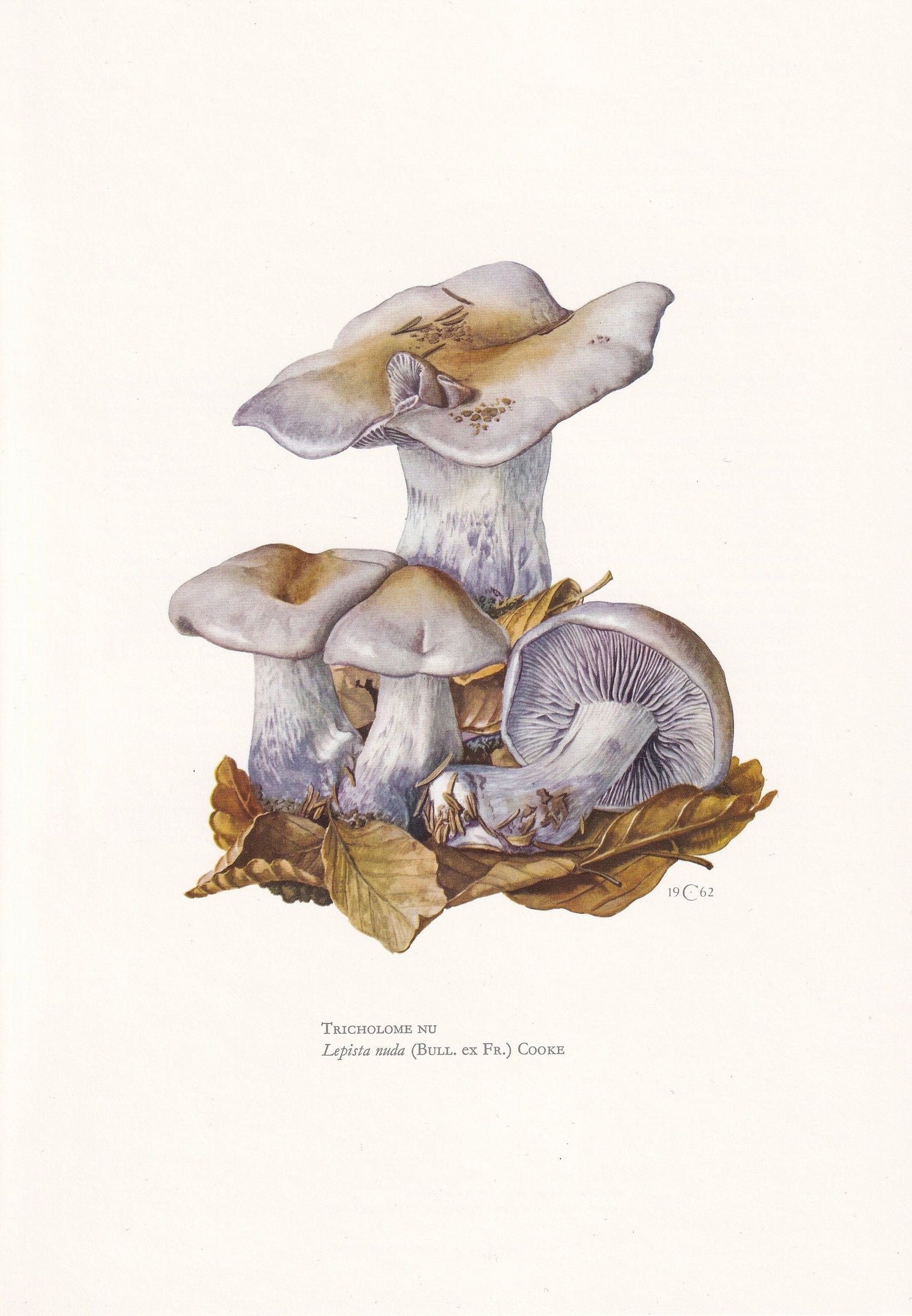 1960s WOOD BLEWIT MUSHROOM Print - Mushroom Wall Art - Cottagecore - Clitocybe nuda - Mushroom Decor - 7.5 x 10.6 Inches