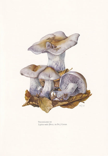 1960s WOOD BLEWIT MUSHROOM Print - Mushroom Wall Art - Cottagecore - Clitocybe nuda - Mushroom Decor - 7.5 x 10.6 Inches
