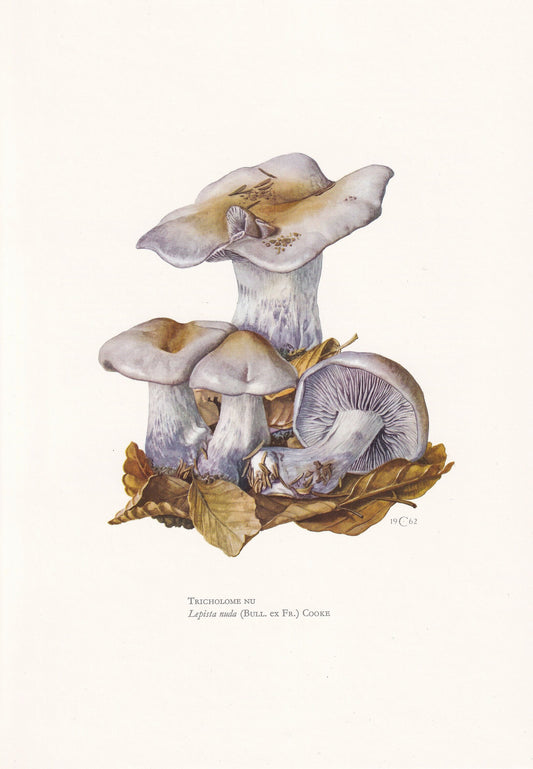 1960s WOOD BLEWIT MUSHROOM Print - Mushroom Wall Art - Cottagecore - Clitocybe nuda - Mushroom Decor - 7.5 x 10.6 Inches