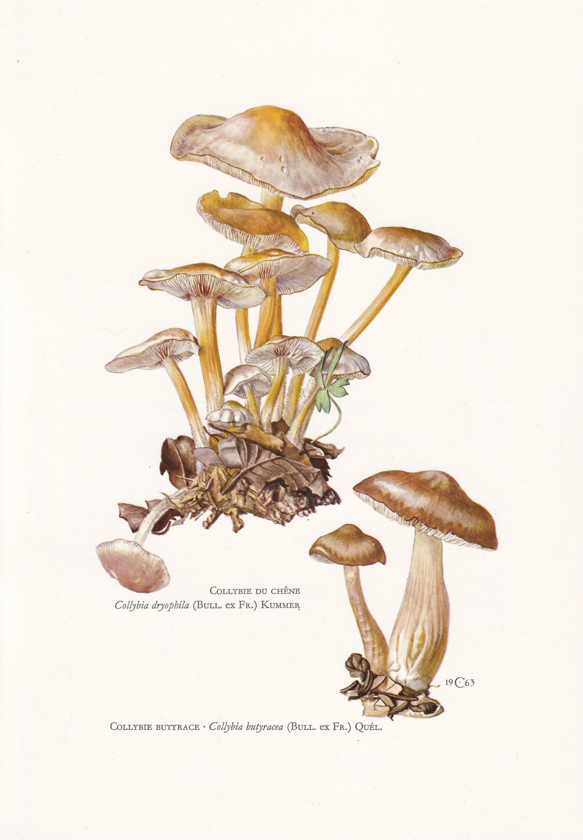 1960s RUSSET TOUGHSHANK MUSHROOM Print - Mushroom Wall Art - Cottagecore - Gymnopus dryophilus - Mushroom Decor - 7.5 x 10.6 Inches