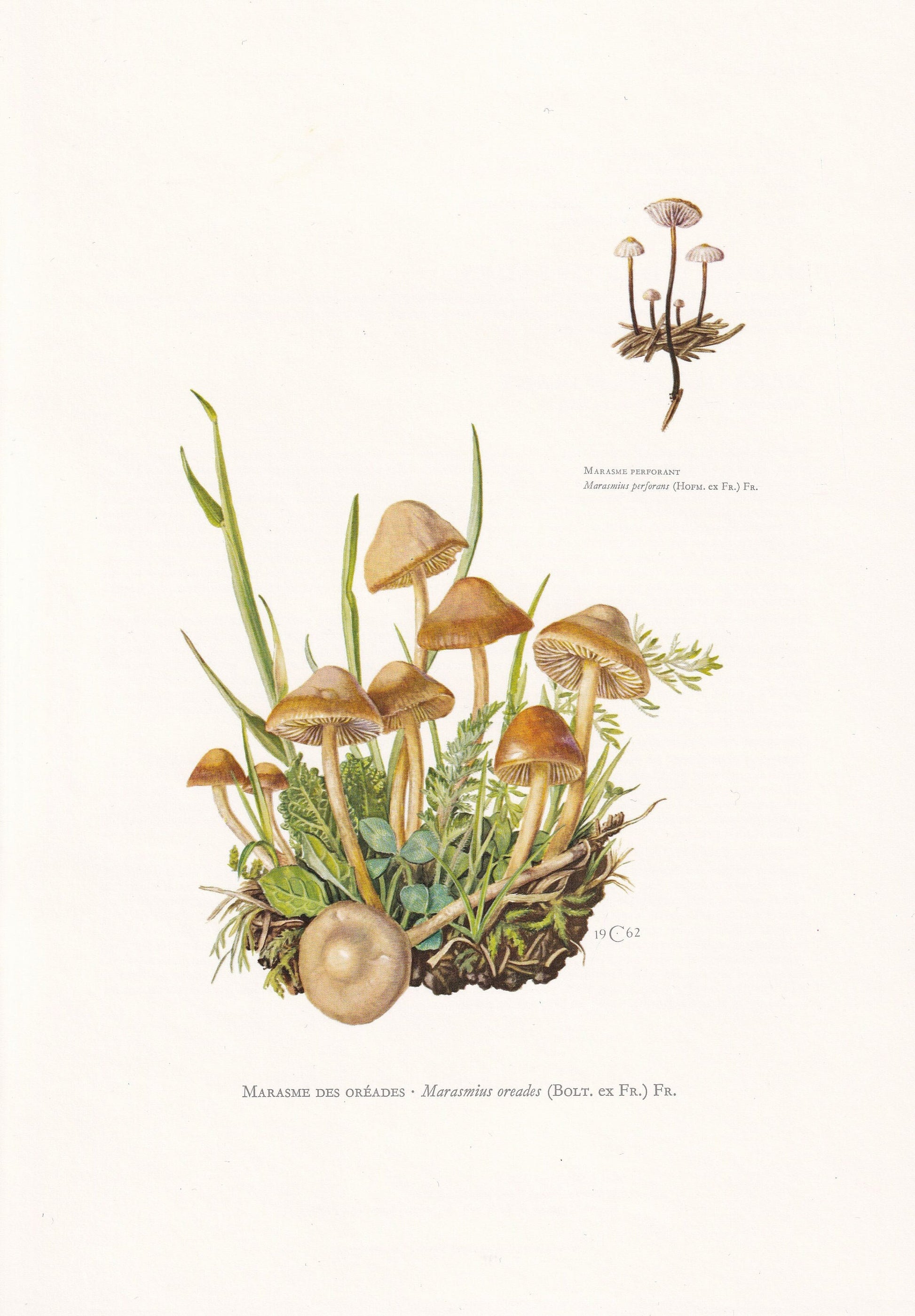 1960s FAIRY RING MUSHROOM Print - Mushroom Wall Art - Cottagecore - Marasmius oreades - Mushroom Decor - 7.5 x 10.6 Inches