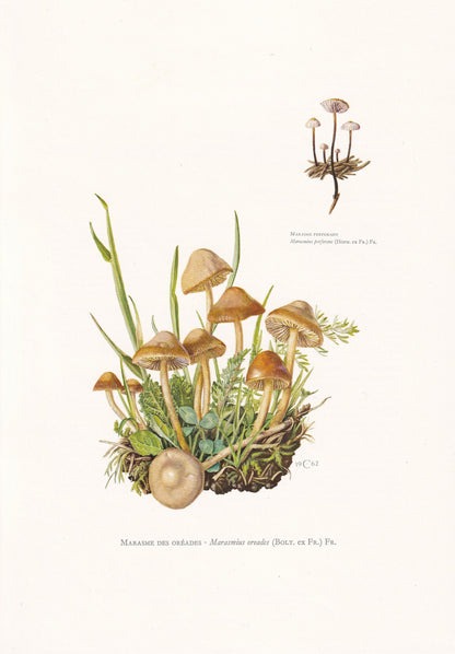 1960s FAIRY RING MUSHROOM Print - Mushroom Wall Art - Cottagecore - Marasmius oreades - Mushroom Decor - 7.5 x 10.6 Inches